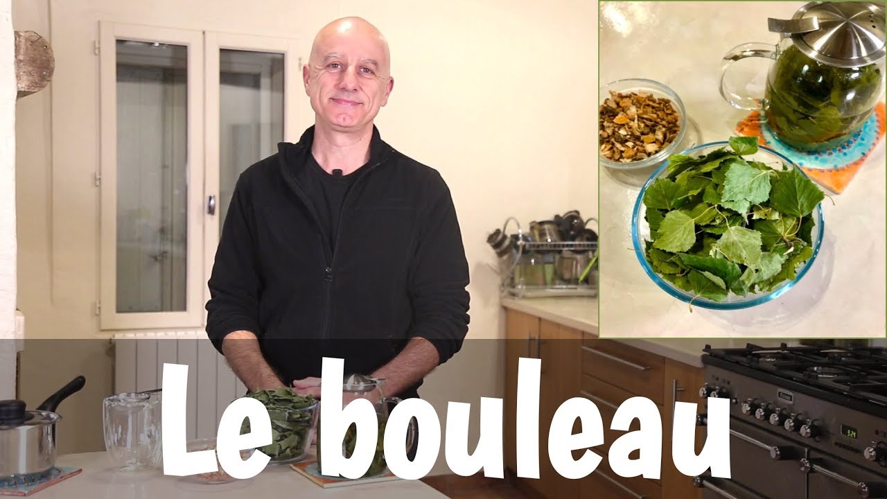 Le bouleau (Betula pendula), feuilles, écorce, sève : douleurs articulaires, problèmes de peau...