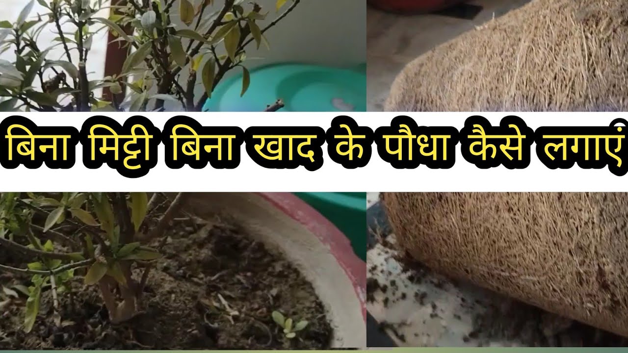बिना मिट्टी बिना खाद के पौधा कैसे लगाएं?How to plant a plant without soil and fertilizer