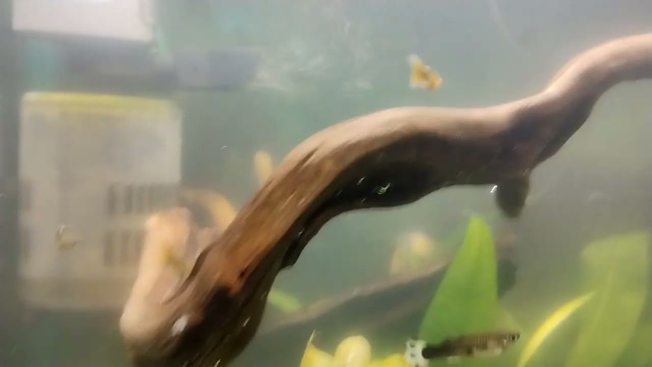 Evolución de mi acuario de peces Molly y Guppy #aquarium #fish #fyp 