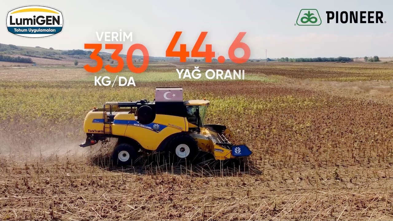 P64LP130 ve P64LP146 ayçiçeği çeşitlerimiz ile yükseğ yağ oranı ve yüksek verim sizinle!