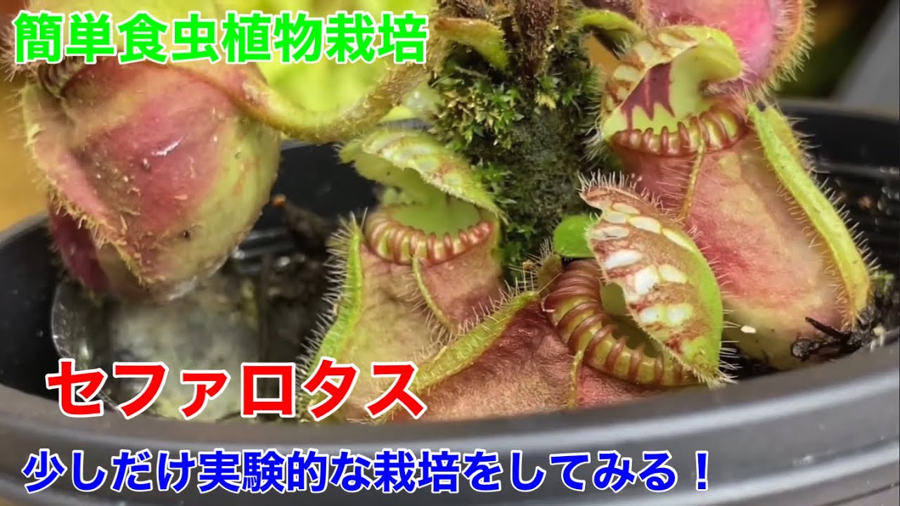 セファロタスをベラボン単品で植え替え常湿栽培してみる