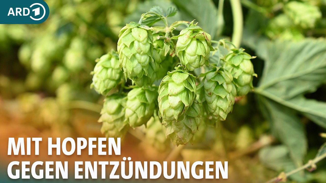 Hopfen: Wie hilfreich ist er bei Schlafstörungen und Wechseljahresbeschwerden? I ARD Gesund