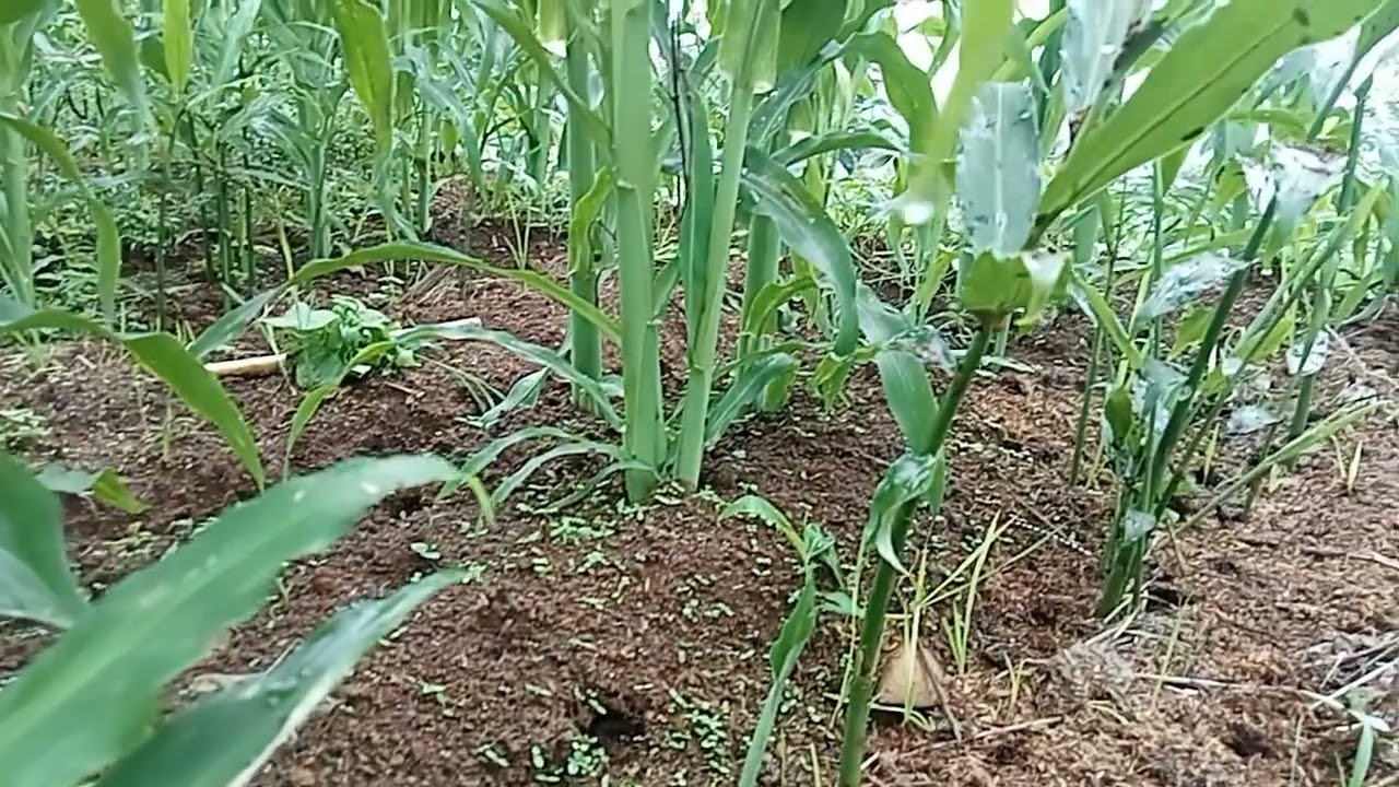 ini jahe umur 2 bulan, dan jahe ini ke kuranganya apa.