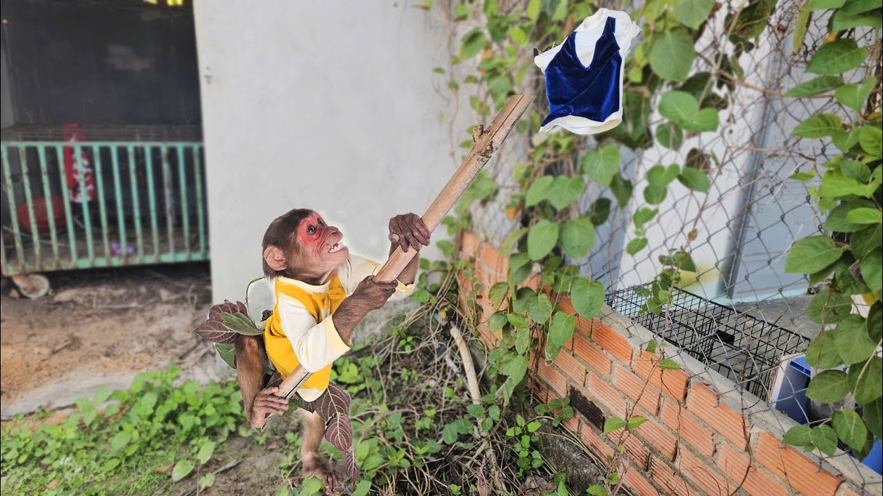 Funny Smart 🐵 Su Sneaks Out to Play… and Loses His Pants!