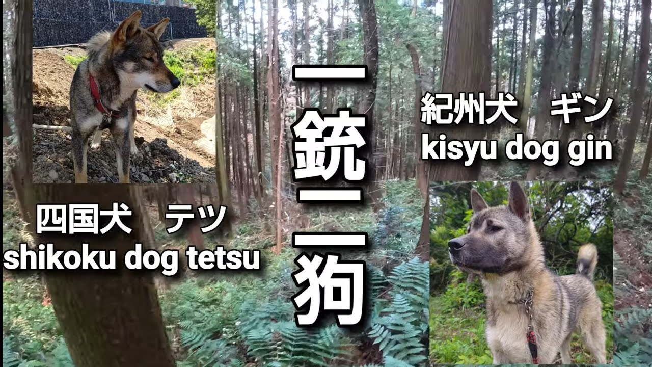 猟犬達と猪の沢で死闘 #猟犬 #狩猟 #日本犬