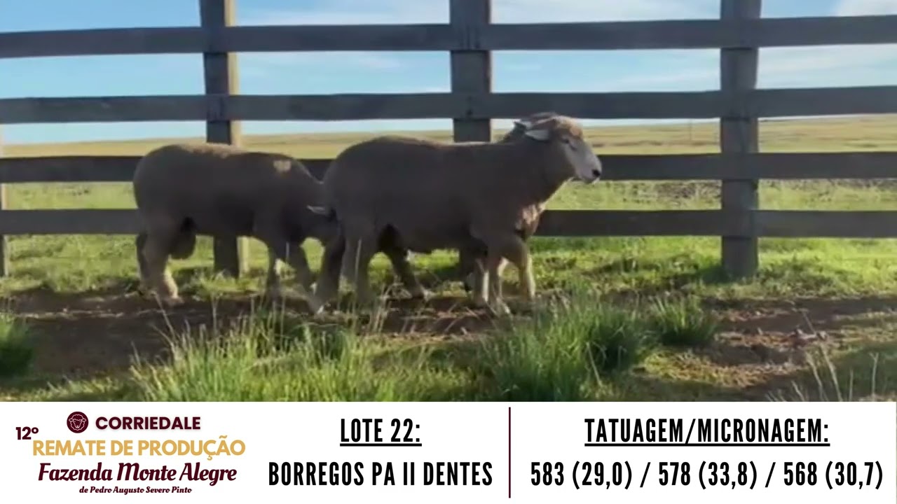 LOTE 22 BORREGOS PA II DENTES   ALTA