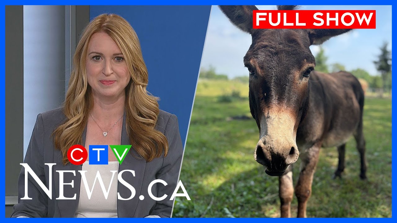AI tool used in bomb threat and lonely donkey seeks mate | CTV News Kitchener at Six for Aug 8, 2025