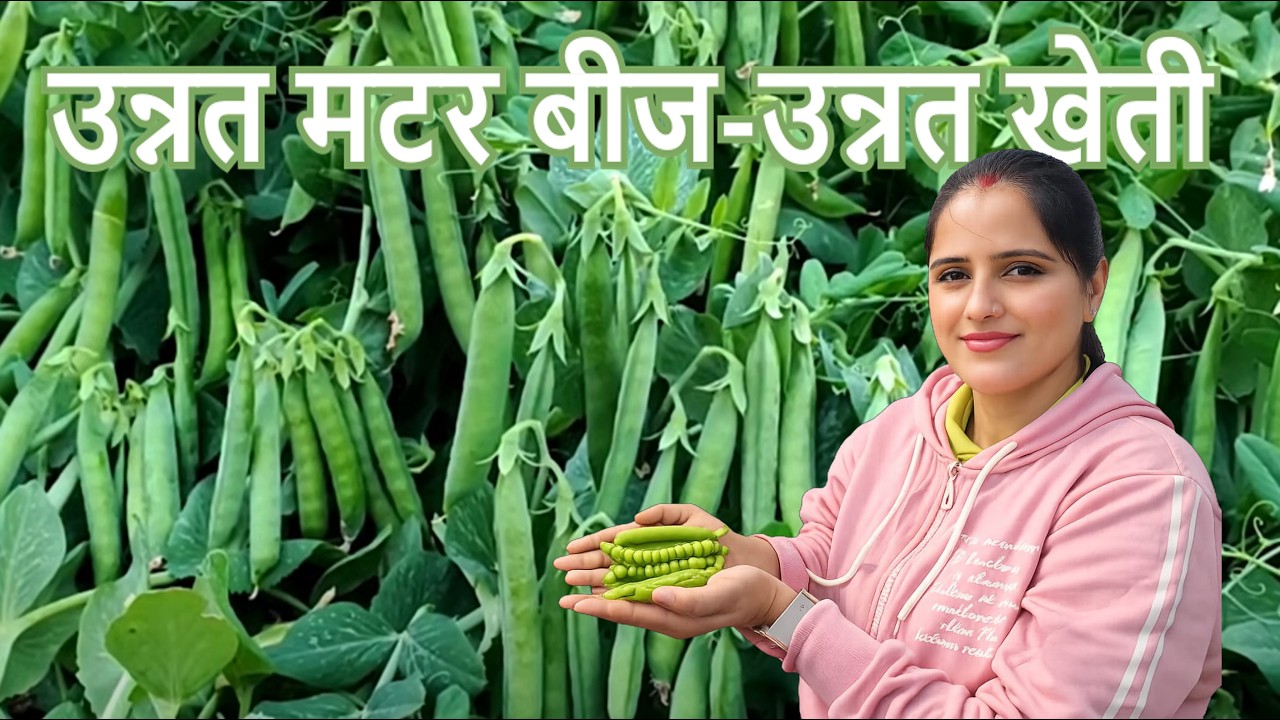 10 से 12 दाने एक फली में, बम्पर पैदावार, जल्दी तुड़ाई से अधिक मंडी भाव, चैंपियंस की पसंद