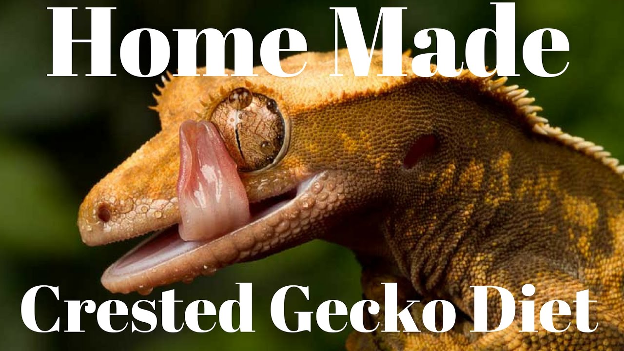 DIY Crested Gecko Diet - Home Made