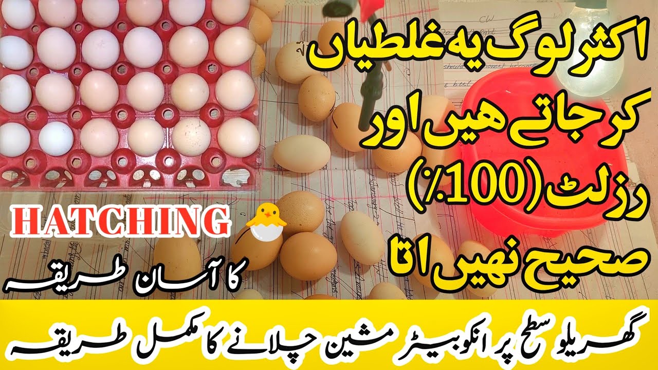 How to use Egg Incubator |Beginners Guide to Hatching Eggs |Tips for Better Hatching Result by aamir