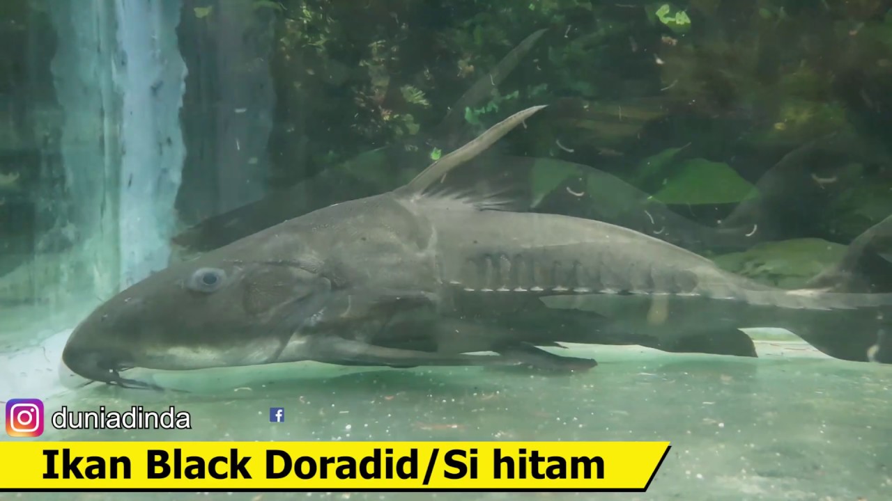 Ikan Raksasa | Semua Jenis Ikan Di Dunia Air Tawar TMII