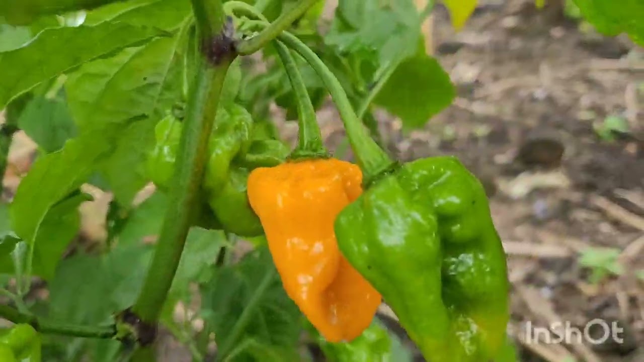 avec un petit capital vous pouvez Faire la culture du piment