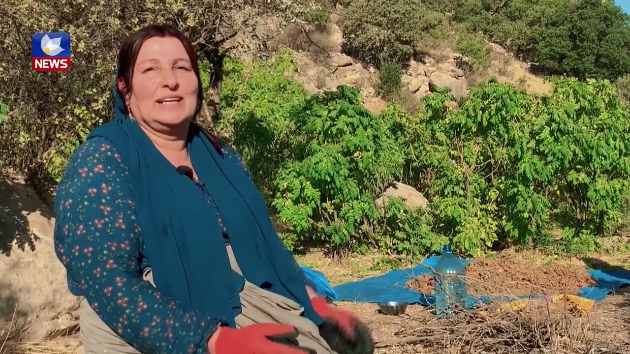 هەرەوەزی شکانەوەی سماق #Documentary