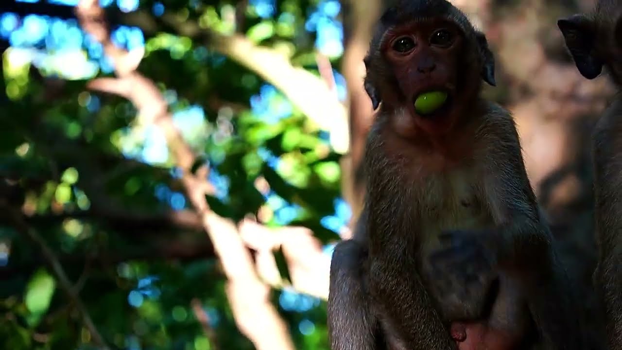 Is Jazzy A Good Mom As Like Monkey Jane?