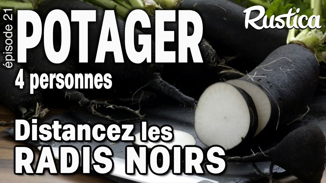Potager pour 4 Personnes – 21 cultiver le radis noir