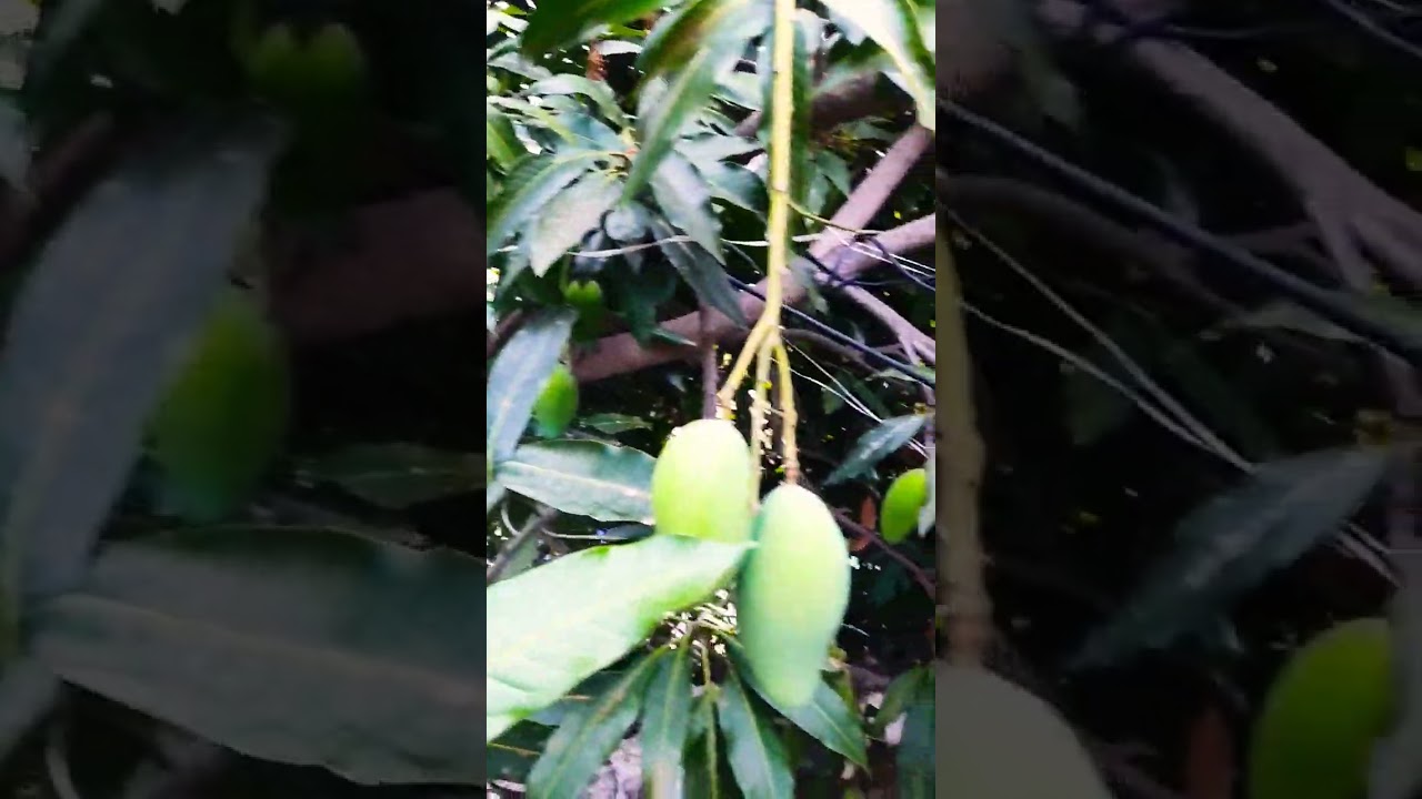 Summer Time || Lucknow Dussheri Aam || Mango || Anvesha and Varnisha Shows || 