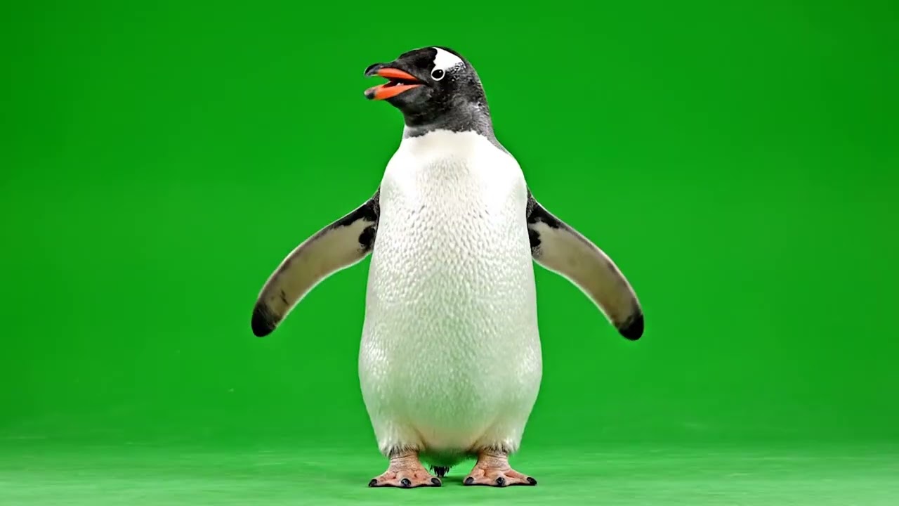 Penguin Animal Green Screen | Viral Animal Green Screens