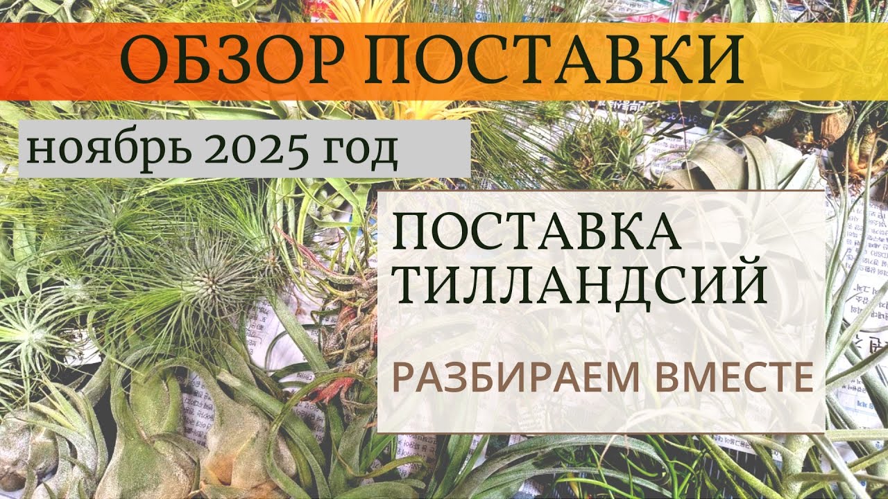 Тилландсии, поставка из Европы, ноябрь 2025 год