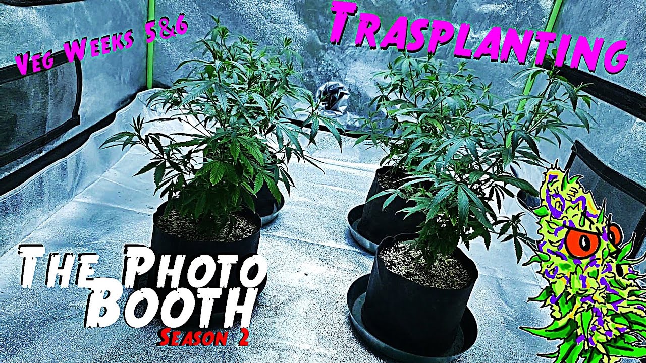 The Photo Booth S2 Ep. 2 | Growing From Clones (Trasplanting) Veg Weeks 5 & 6