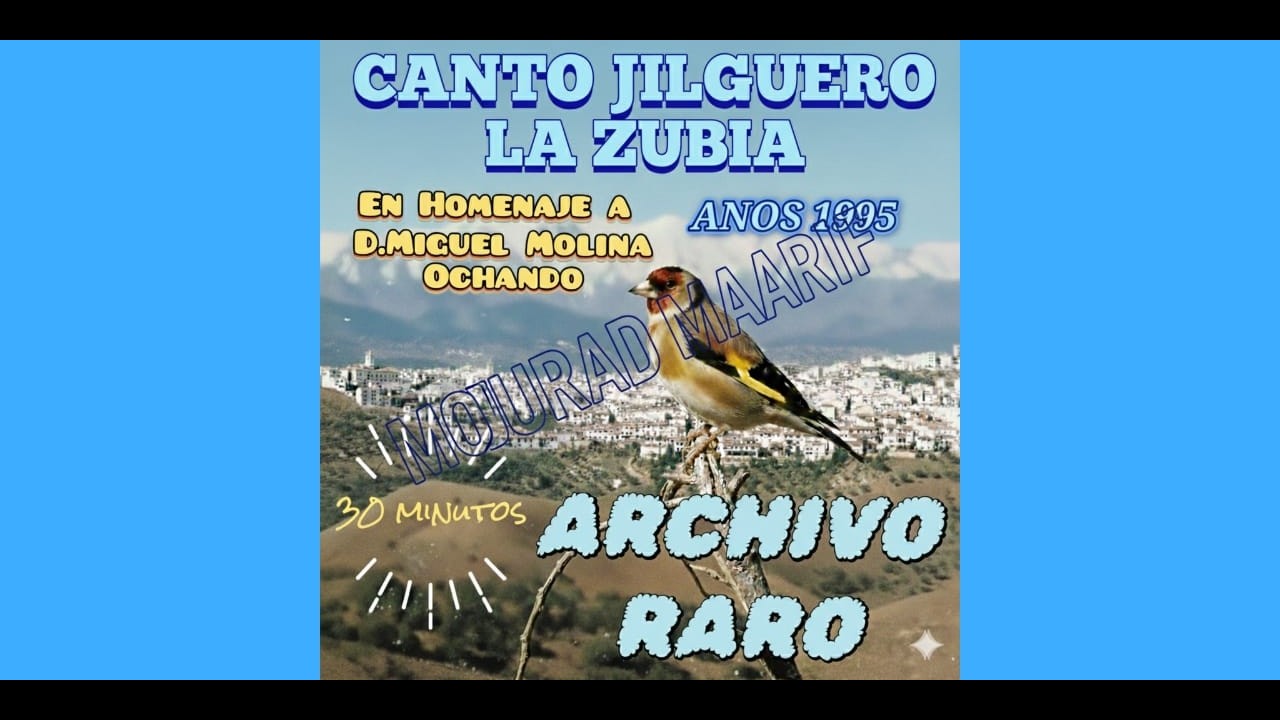CANTO MIXTO JILGUERO RARO ARCHIVO 1995 أرشيف قديم