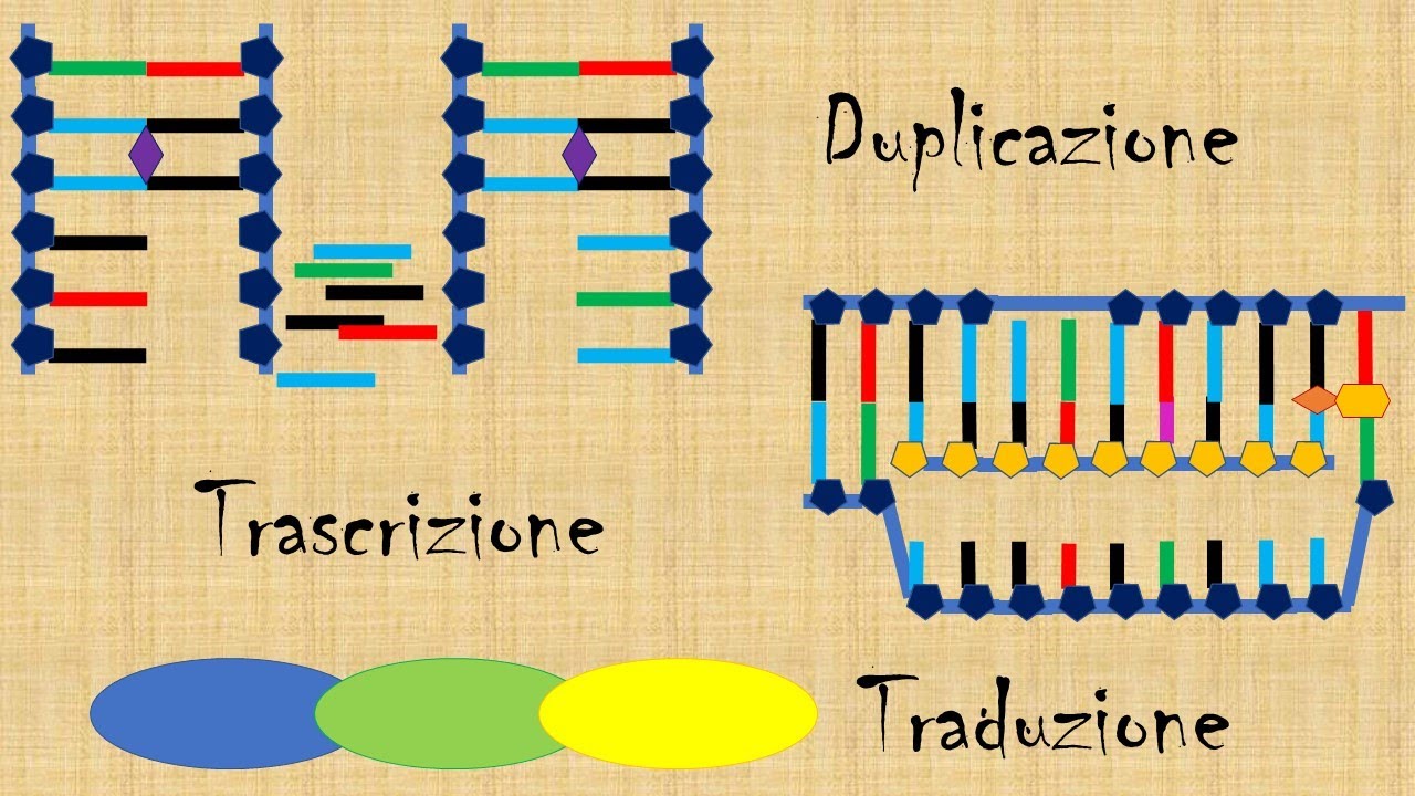 Mini lezione: struttura e funzioni del DNA
