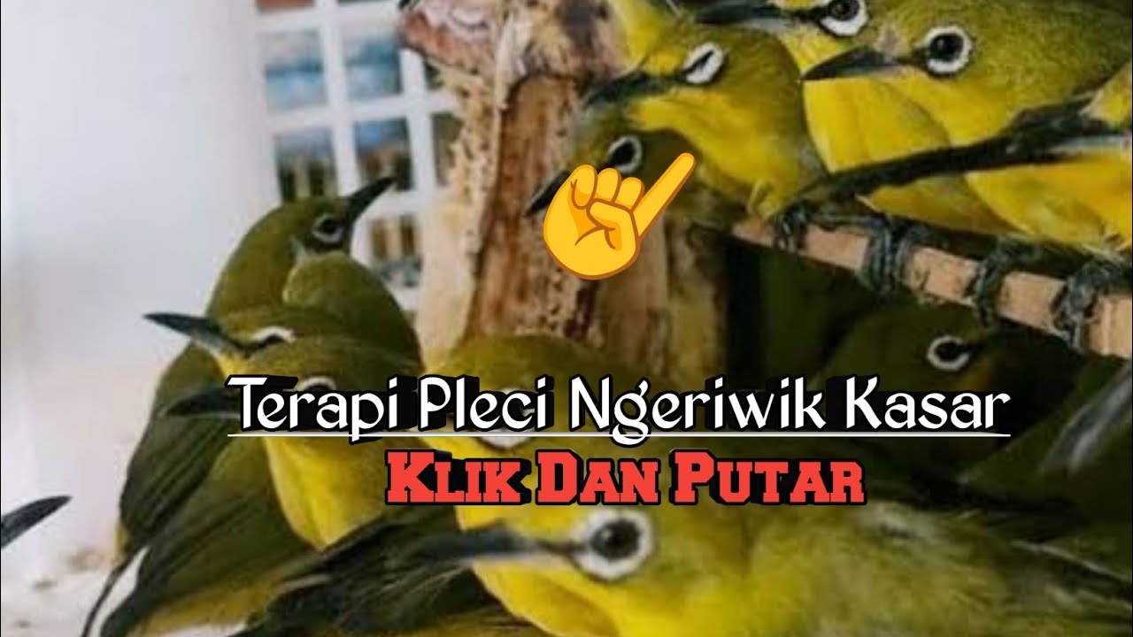 TERAPI PLECI JOSJIS 🔥 Putar Sebentar Semua Jenis Pleci Pasti Akan Ngeriwik #terapipleci #birds 