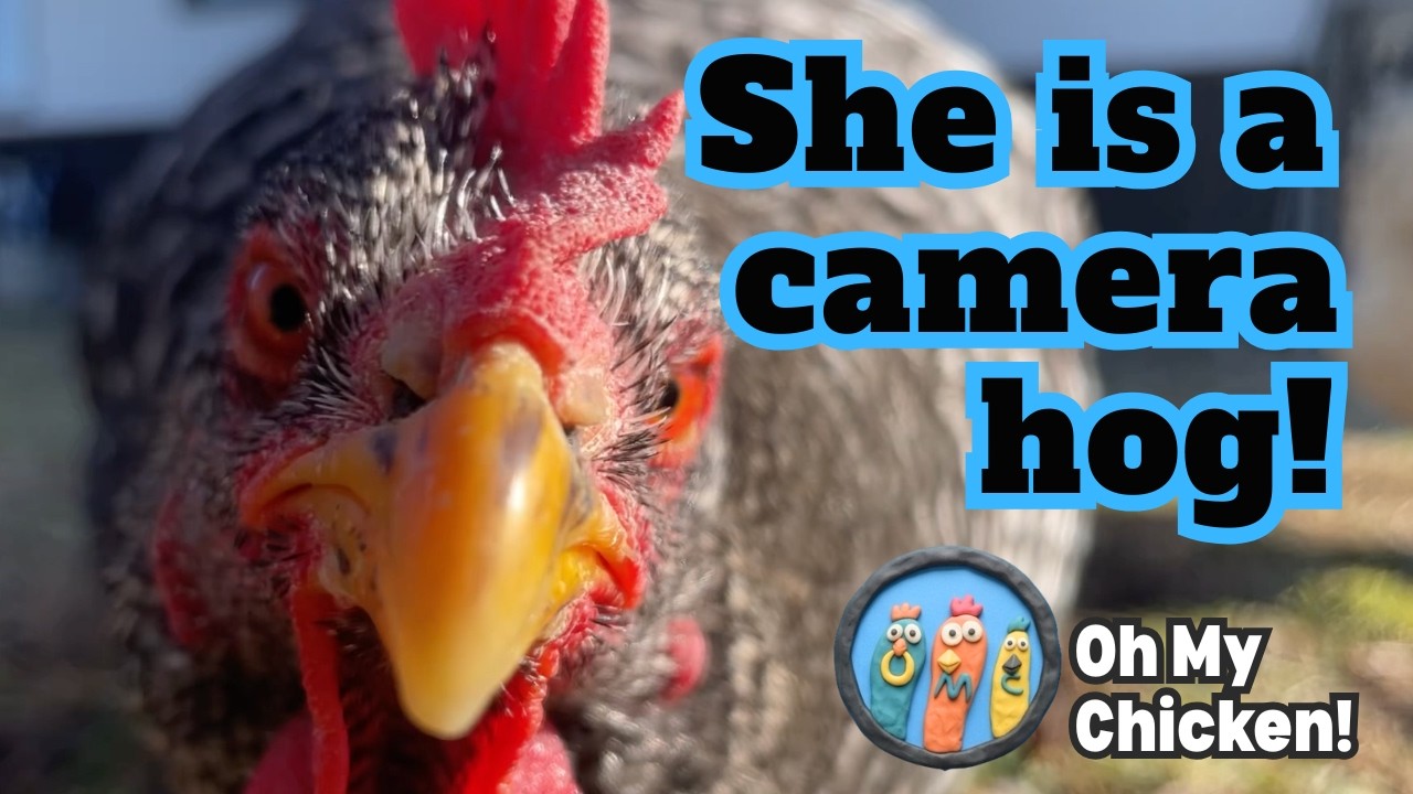 #3 My Hen is a 