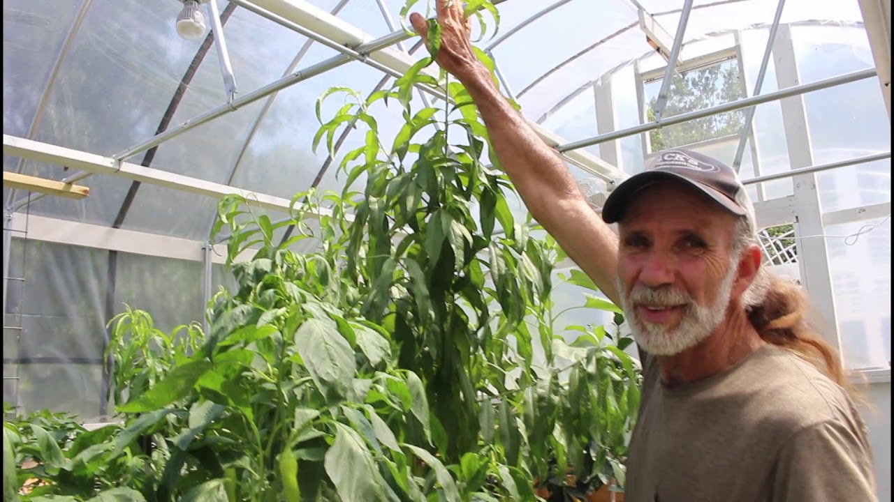 Peppers LOVE This GREENHOUSE! | Pepper Harvest | Greenhouse Tour