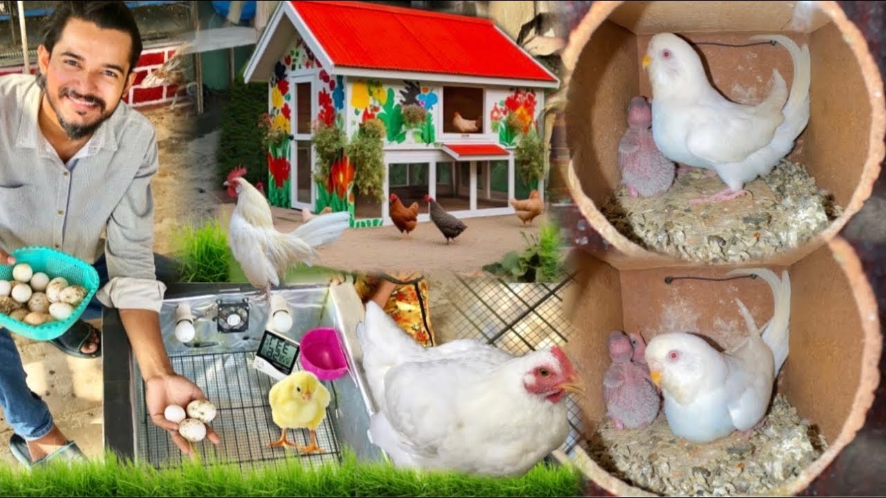 Budgies k Cute se Bache😍 New Chicken House Complete🥰