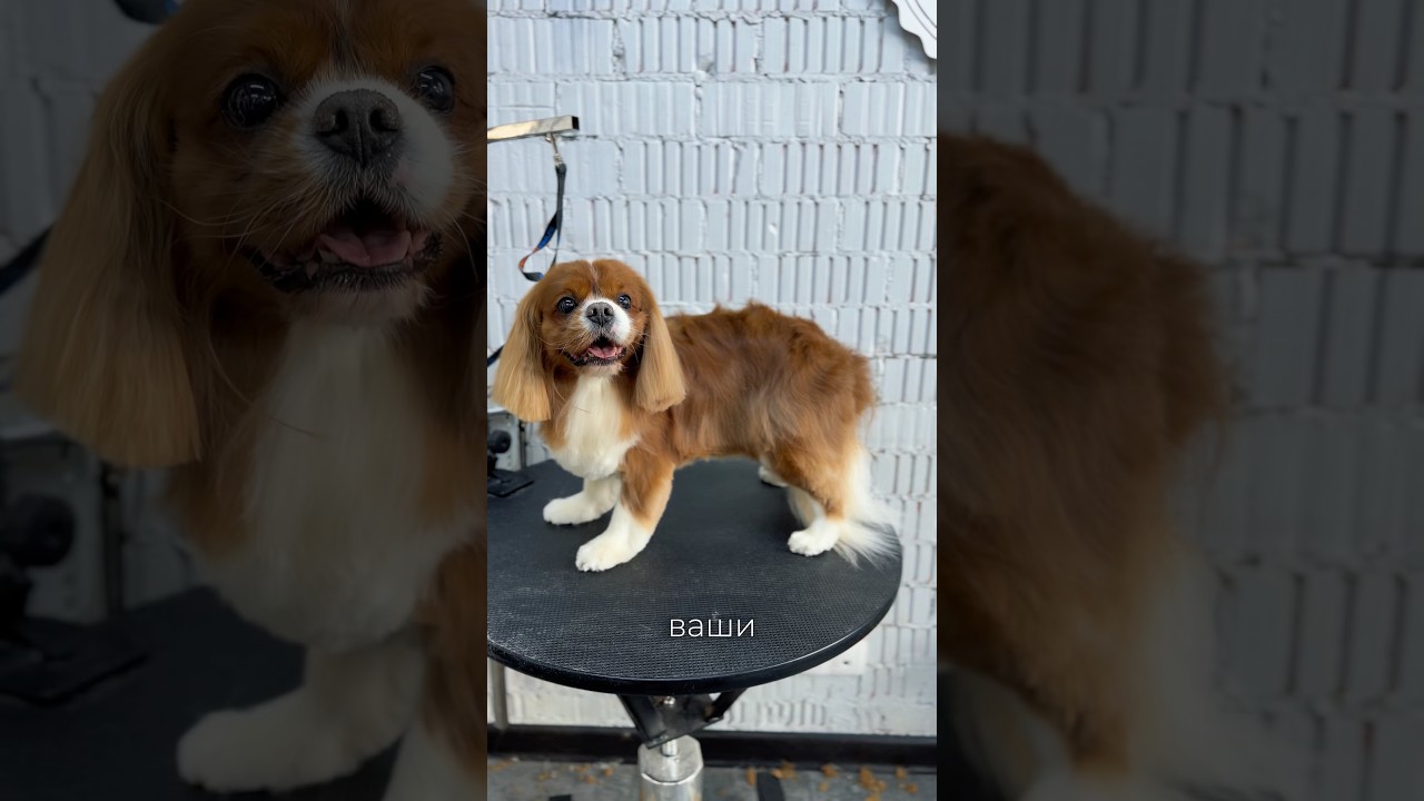 Стрижка кавалера не по породе 🫣 #fyp #viral #shorts  #dogsofyoutube  #груминг