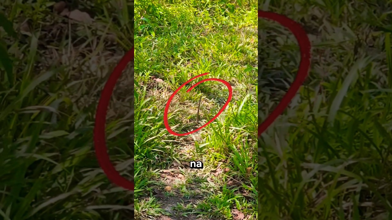 DA PRA SOBREVIVER NA FLORESTA DE BOA?