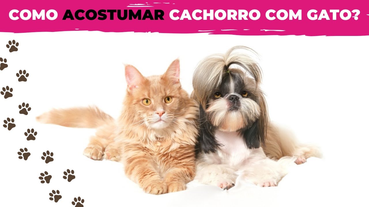 COMO ACOSTUMAR CACHORRO E GATO? Passo a passo