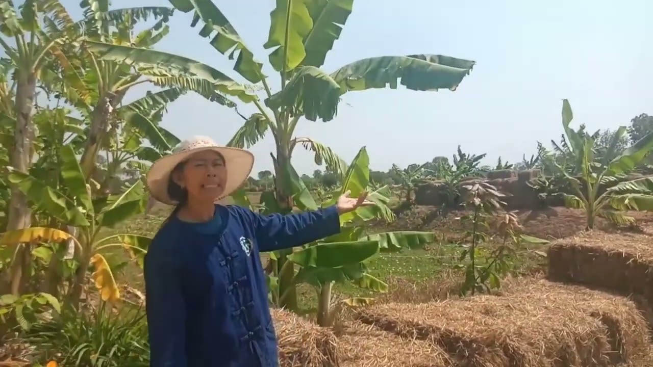 6  โคก หนอง นา แปลง นางศรินทิพย์  คูเปอร์ ขนาด 3 ไร่  บ หนองไผ่ ม 6 ต บ่อพันขัน อ สุวรรณภูมิ