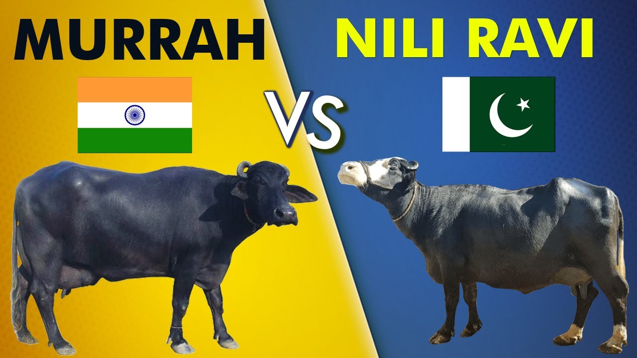 Murrah vs Nili Ravi