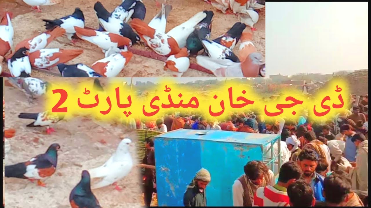 Dera Ghazi Khan Kobatr mandi ky sastay tren kabotr || part 2