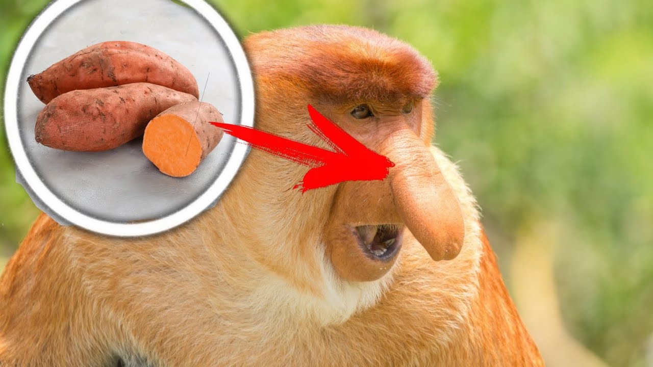 Top 3 strangest animals on our planet.