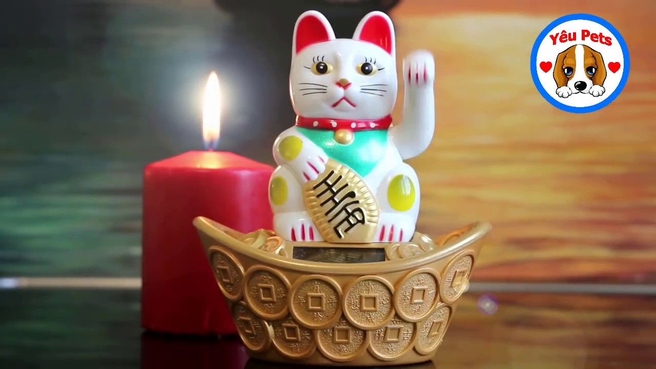 M&egrave;o Con Dễ Thương│Y&ecirc;u Pets T&acirc;p 2