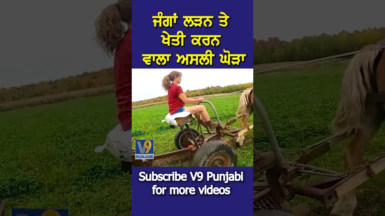 ਅੰਨ੍ਹਾ ਜ਼ੋਰ ਇਸ ਘੋੜੇ 'ਚ, ਜੰਗਾਂ ਵੀ ਲੜਦਾ ਤੇ ਖੇਤੀ ਵੀ ਕਰਦੈ  #short