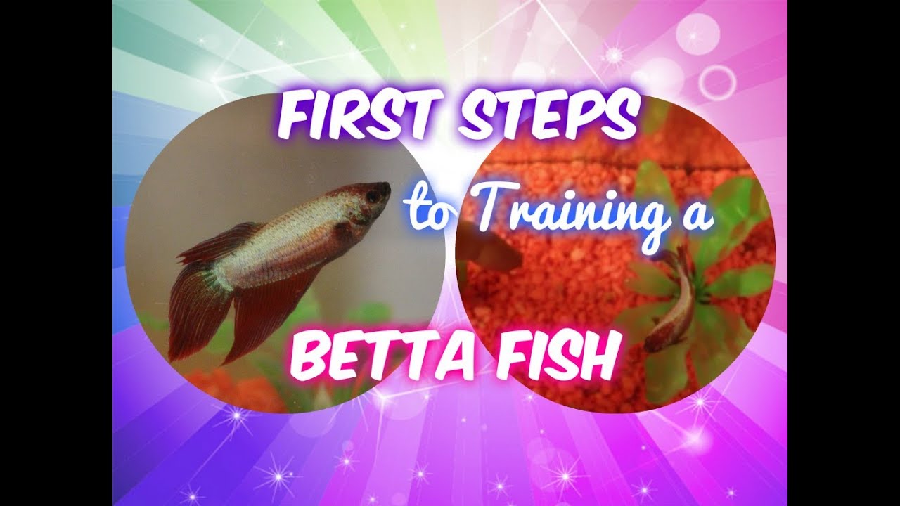 How to Start Training Your Betta Fish