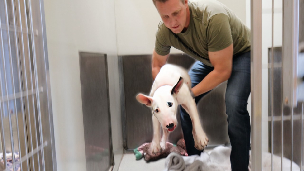 Breaking this Senior Bull Terrier Out of the Shelter!