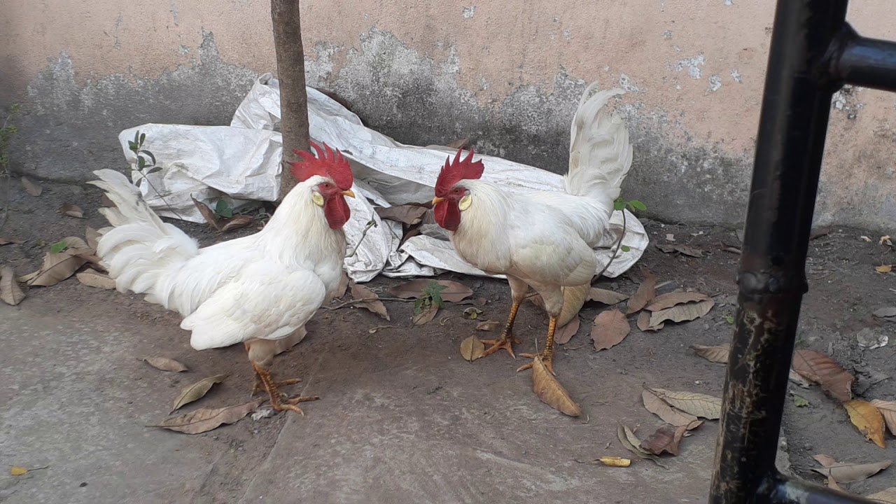 Indian cocks fighting