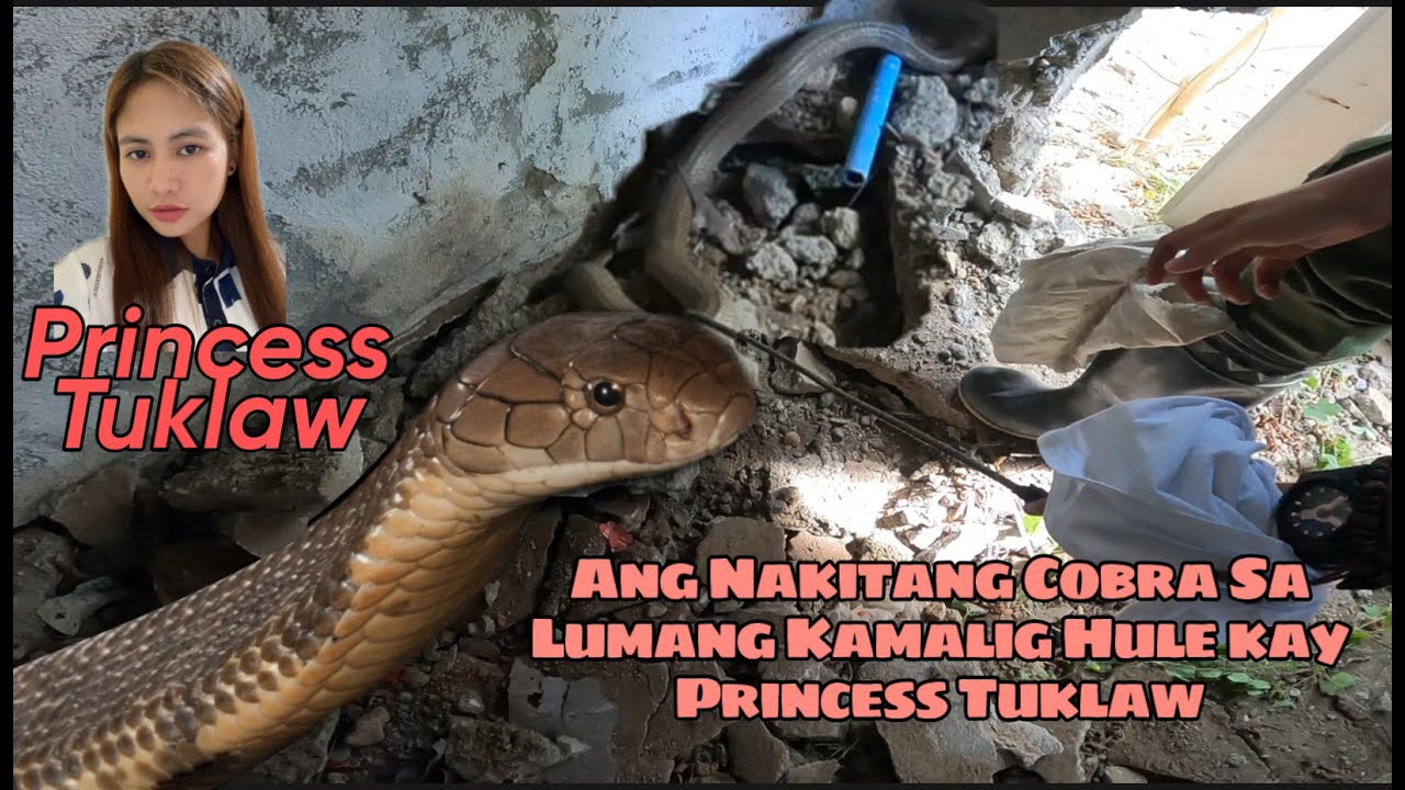 ANG NAKITANG COBRA SA LUMANG KAMALIG NG PULILAN BULACAN HULE KAY Princess Tuklaw #princesstuklaw