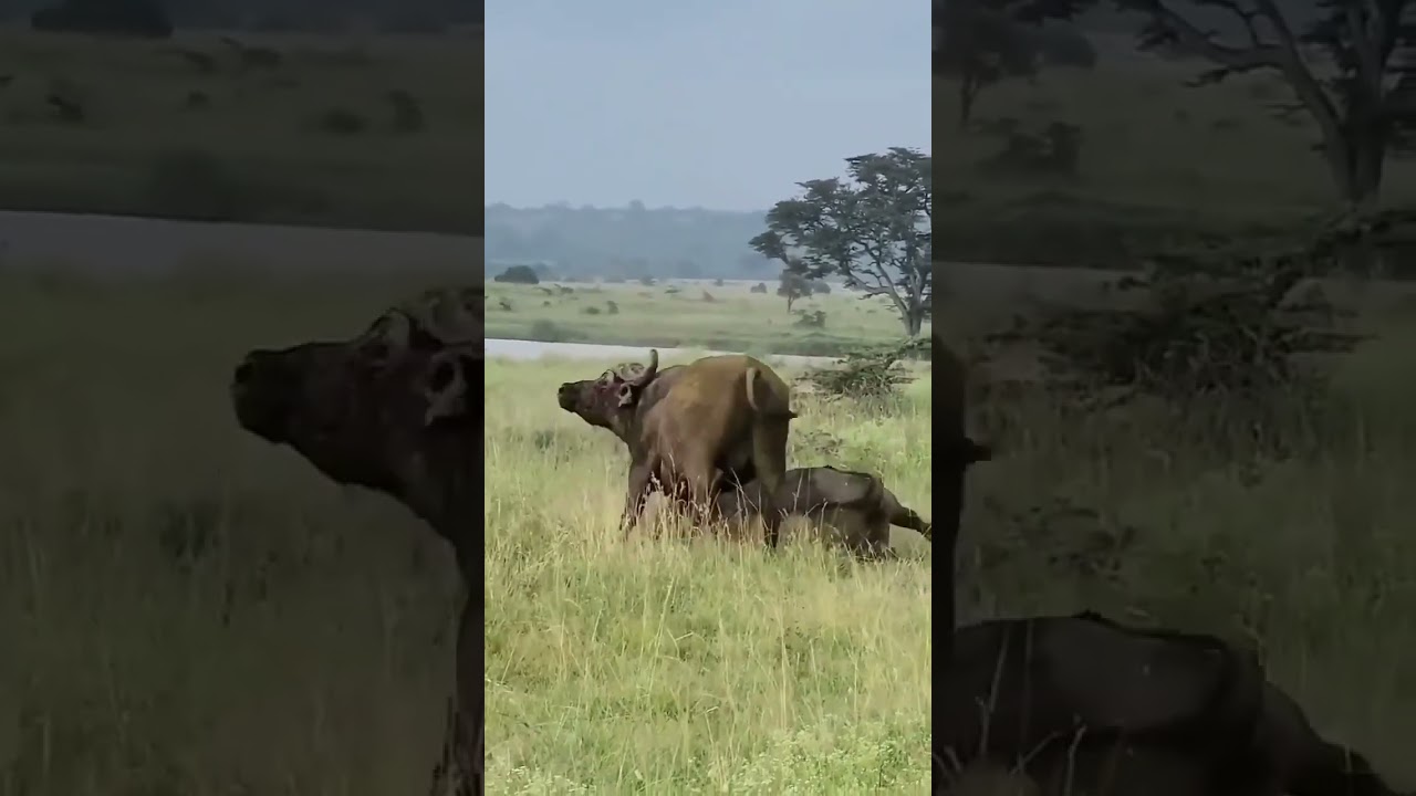 Buffalo Horn stuck on each other during the fight #travel #visittanzania