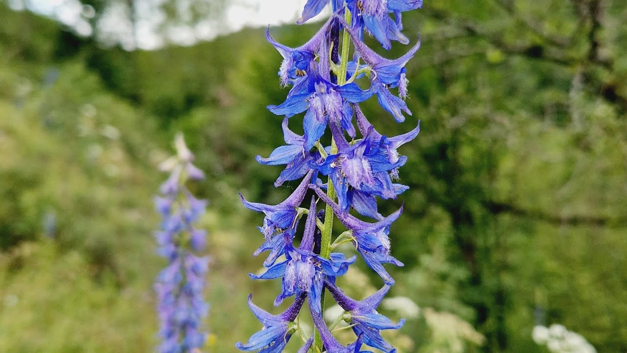 Kəndimizə gedirik. 5-ci video. Kəlbəcər Alaqaya.