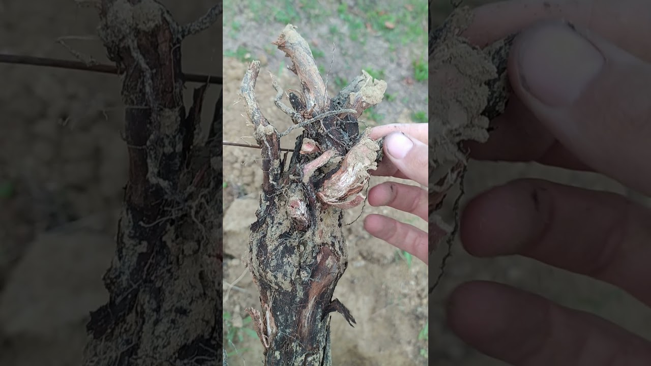 Estirpo manuale delle viti morte causa flavescenza dorata
