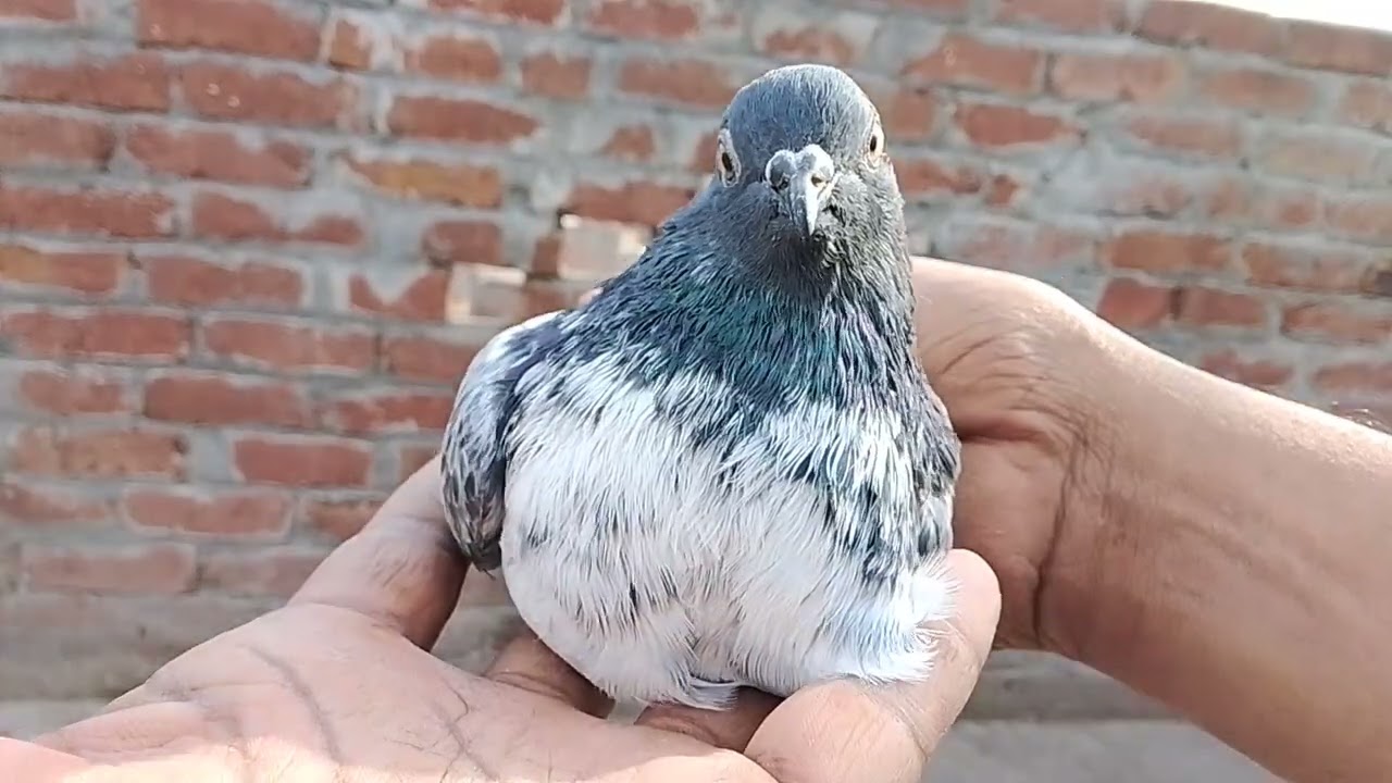 Old breed chapray new pair boomb pair Hy || Salman pigeon YouTube channel 