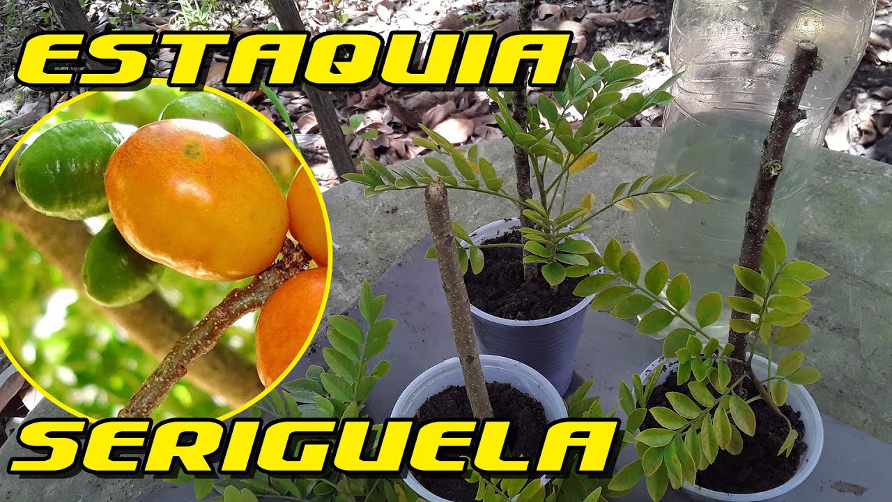Como Fazer Mudas de Seriguela por Estaquia