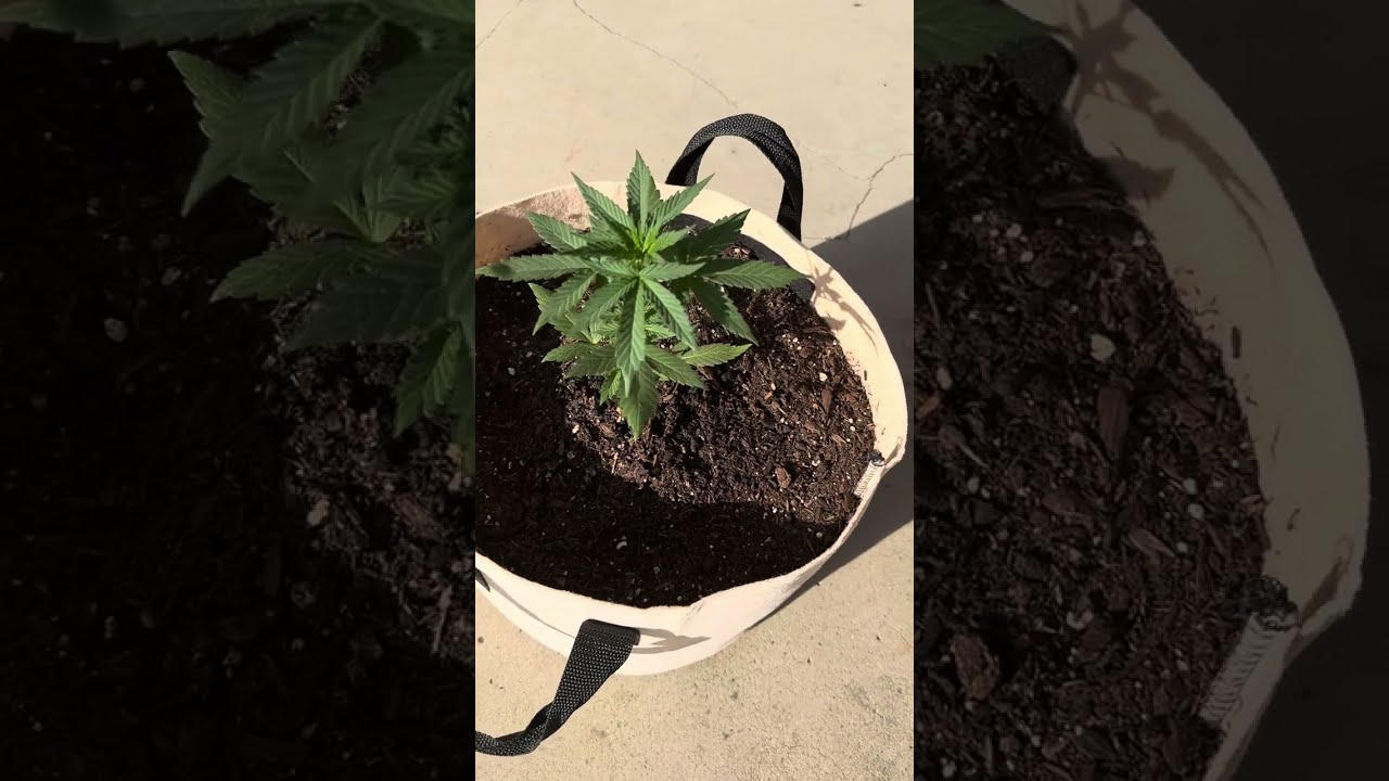 Royal Queen Seeds OG Kush, Mimosa & Royal Creamatic #2 week 8 4/21/2025 episode 8