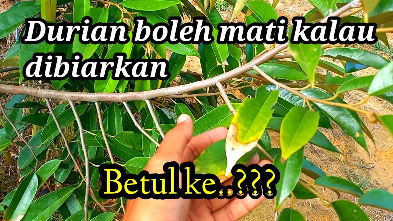 Penanam durian wajib tahu..!! Fungsi racun kulat dan serangga ini
