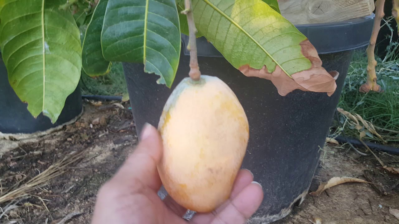 Southern Blush Mango in Phoenix 2018